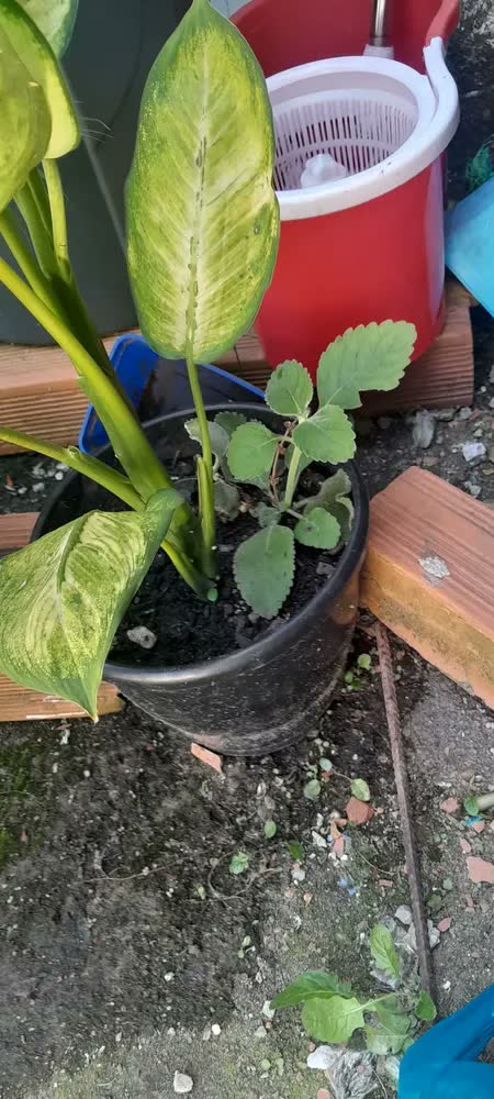 foto de Fertilizante Orgânico Húmus De Minhoca (5kg) Vitaplan