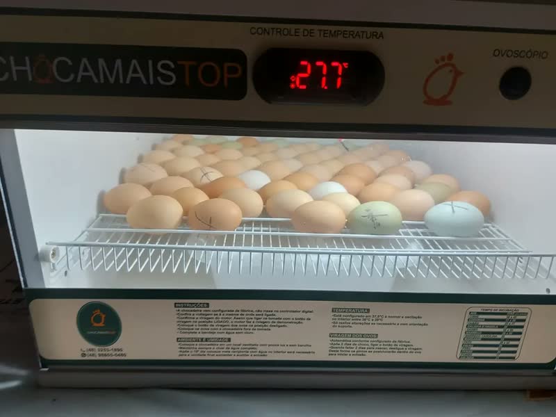 foto de Chocadeira Chocamaistop Chm 120 Branca 170w 120 Ovos