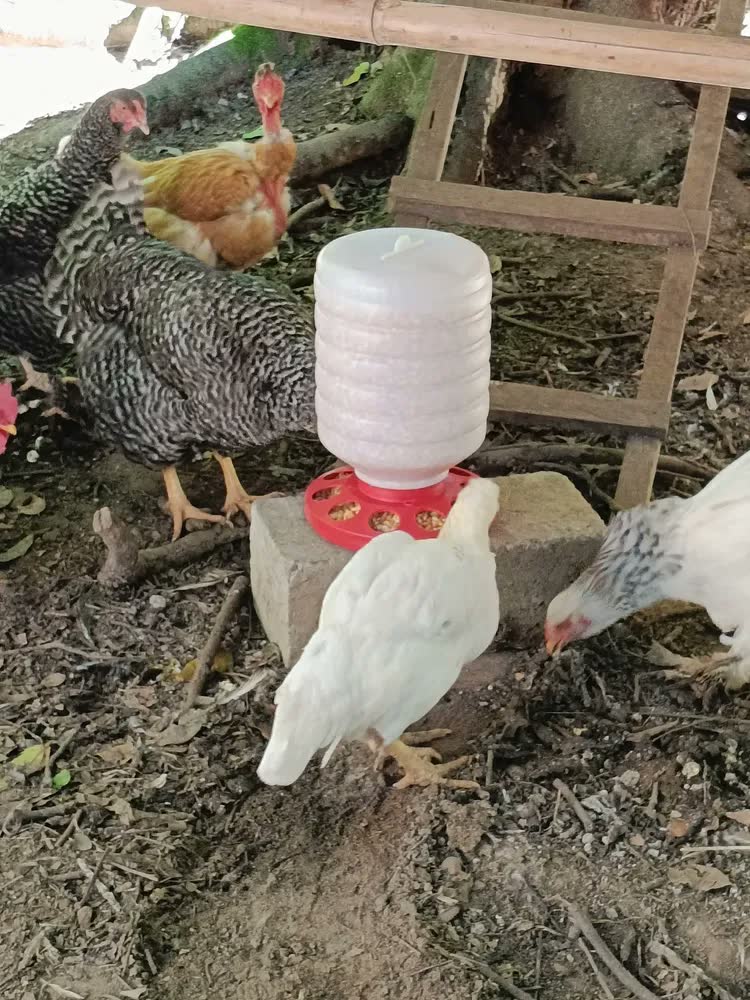 foto de Comedouro Automático Frangos Aves Alimentador 5kg Rosca Cor Vermelho