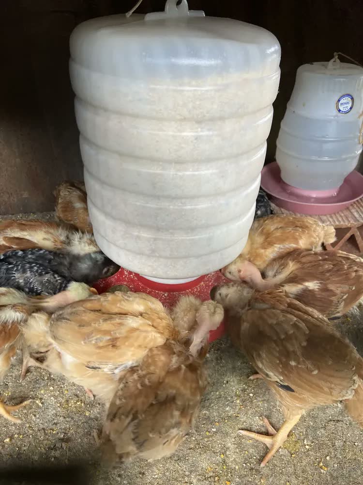 foto de Comedouro Automático Frangos Aves Alimentador 5kg Rosca Cor Vermelho