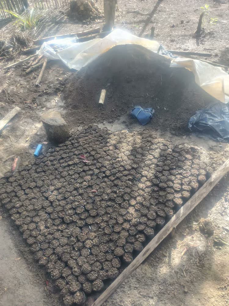 foto de Sacos Para Mudas Café 10x20 60 Micras 10.000un Preto Nuplast