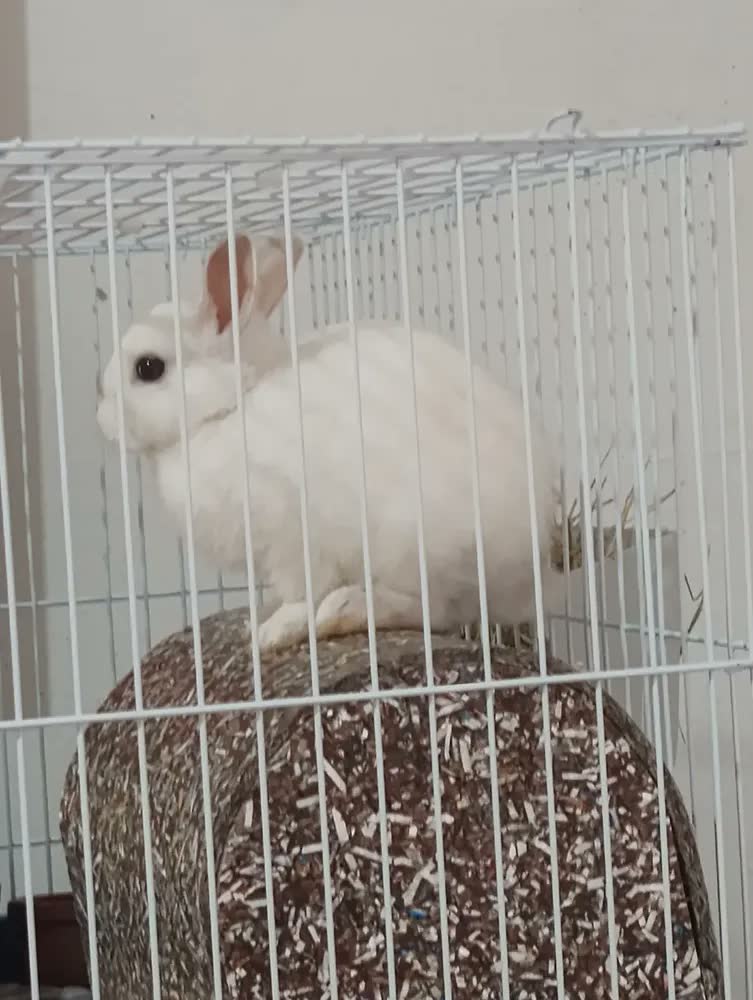 foto de Gaiola Coelho Porquinho Da Índia Chinchila 2 Andar Jel Plast Cor Azul