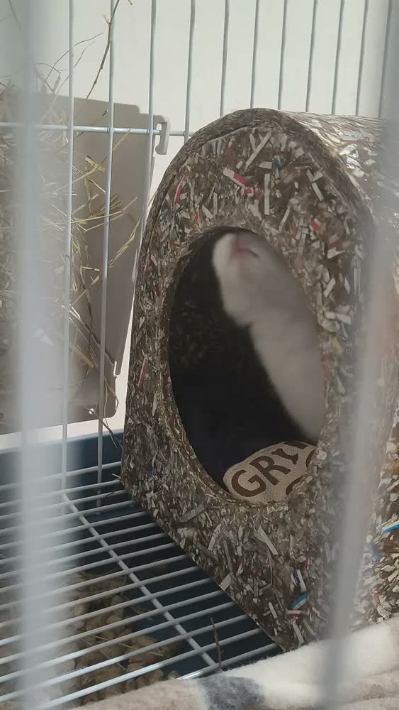 foto de Gaiola Coelho Porquinho Da Índia Chinchila 2 Andar Jel Plast Cor Azul