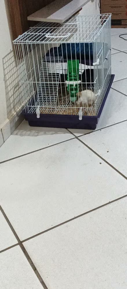 foto de Gaiola Coelho Porquinho Da Índia Chinchila 2 Andar Jel Plast Cor Azul