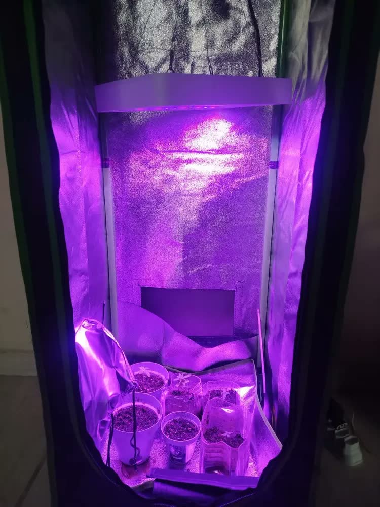 foto de Estufa Grow Tenda 40x40x120 Indoor Preto Cultivo