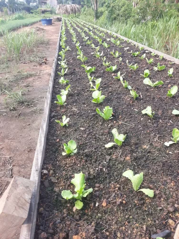 foto de 1000 Sementes Peletizadas Alface BRS Leila Agrocinco CASA-DA HORTA YASAI