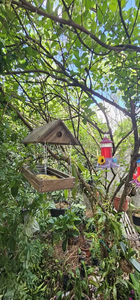 foto de Casa De Passarinho Comedouro Tratador Pássaros Livres Eco Cor Betume Egípcio