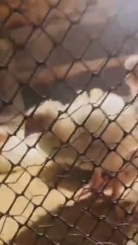 vídeo do produto