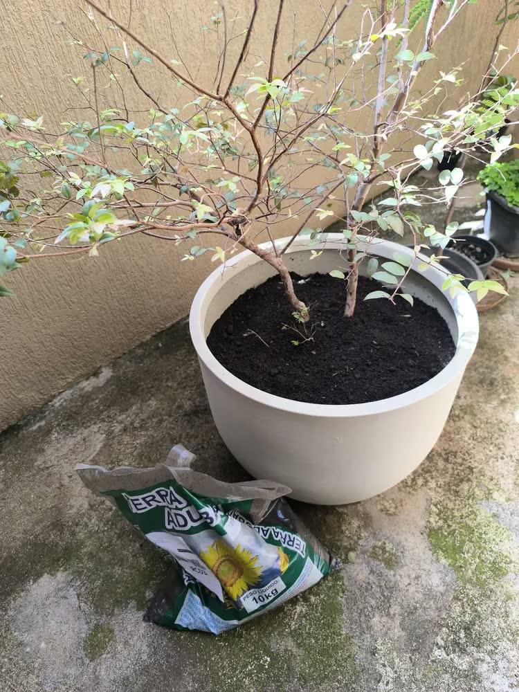 foto de Terra Adubada 10kg Terra Girassol para Hortas Vasos e Jardins