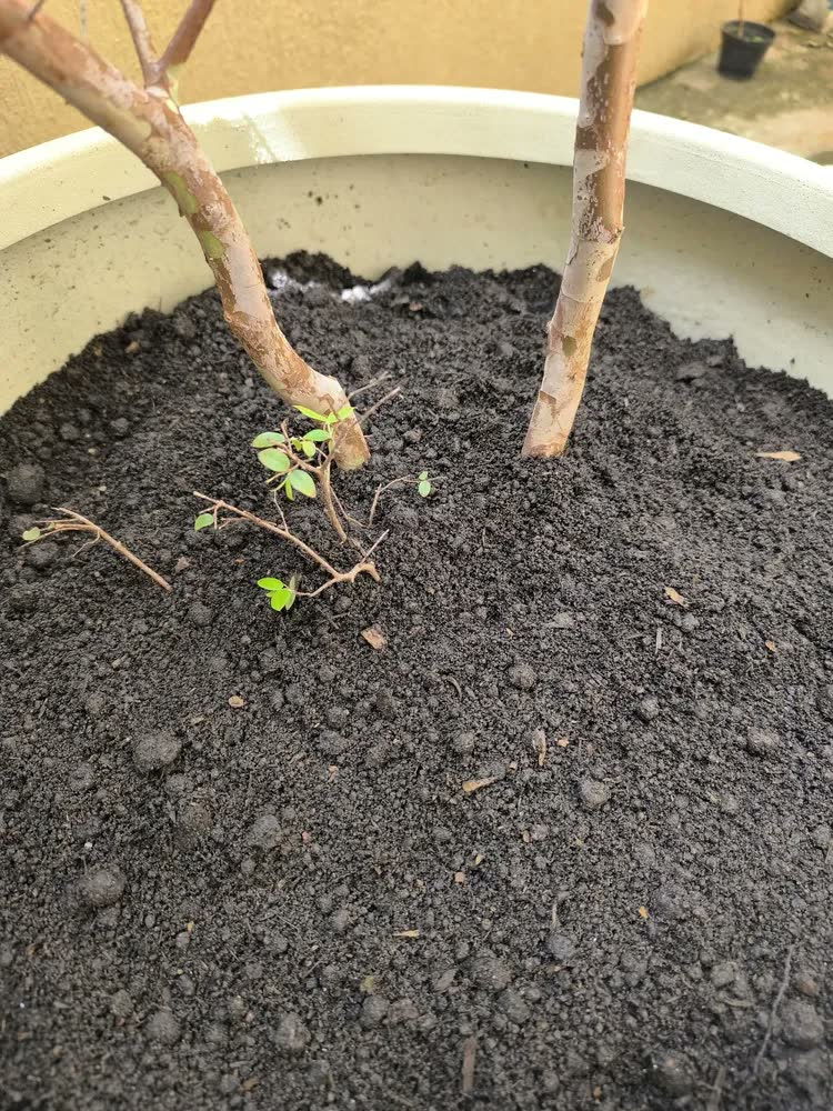 foto de Terra Adubada 10kg Terra Girassol para Hortas Vasos e Jardins