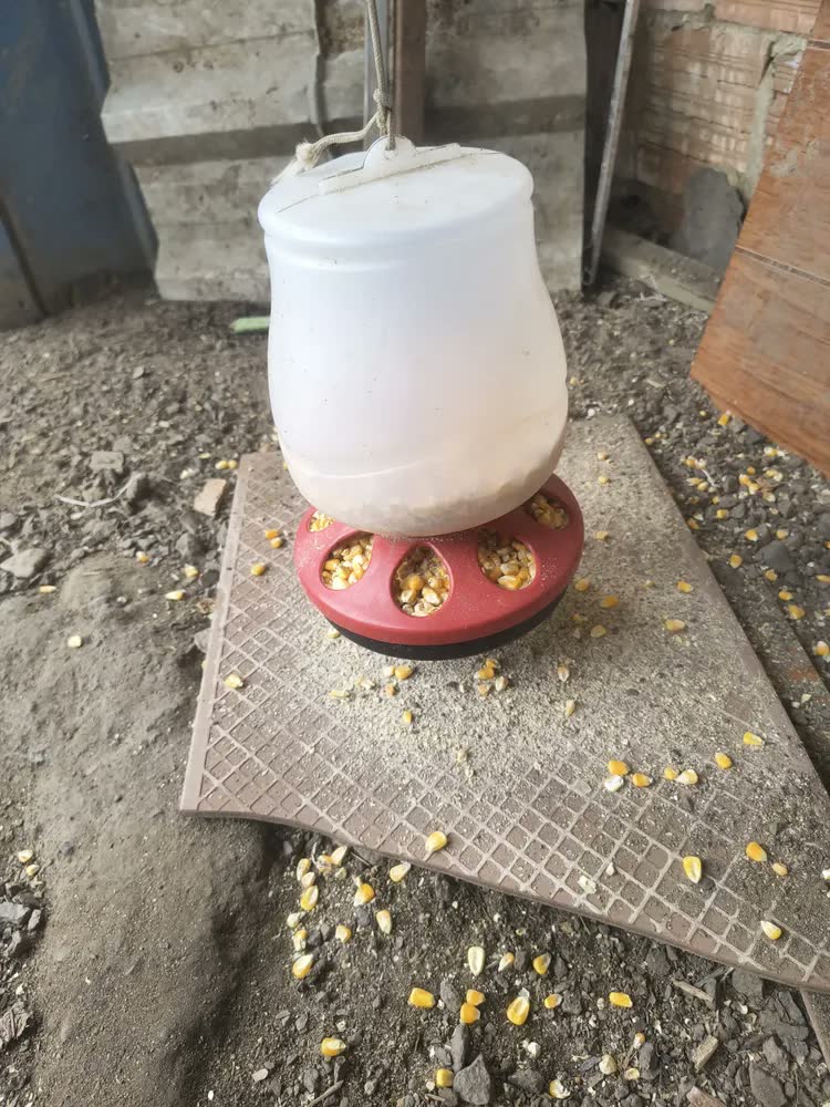 foto de Comedouro 1,5kg Bebedouro 2l Aves Galinhas Frango Automático Vermelho