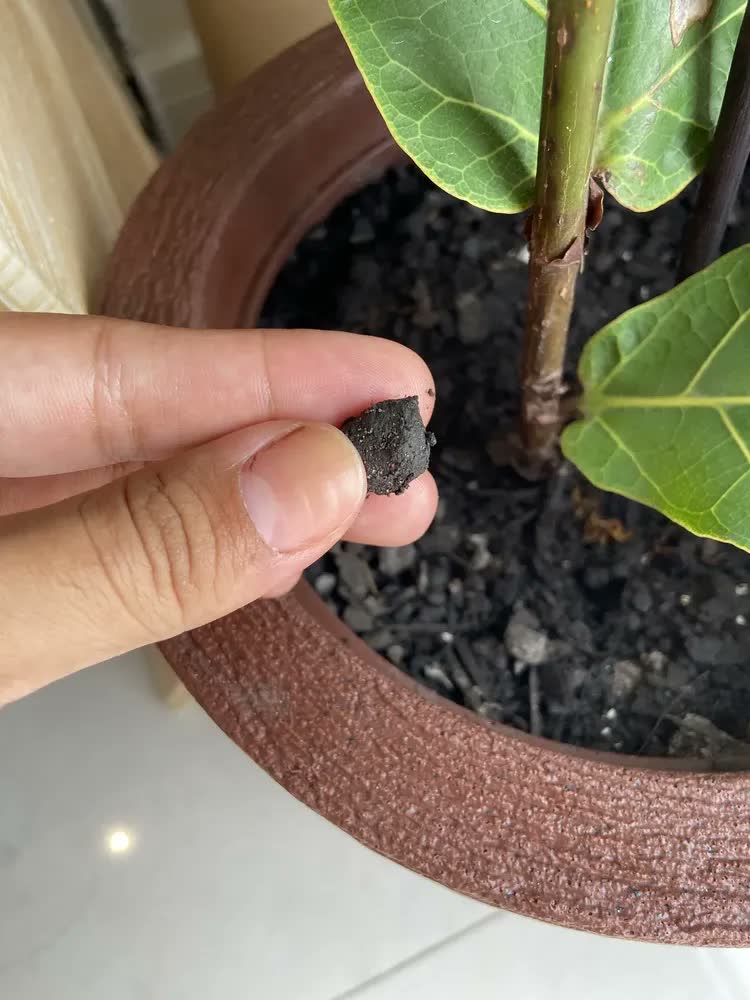 foto de Terra Vegetal 5kg Pronta Plantio Plantas Jardim Horta Vasos Natural Orgânica Fértil