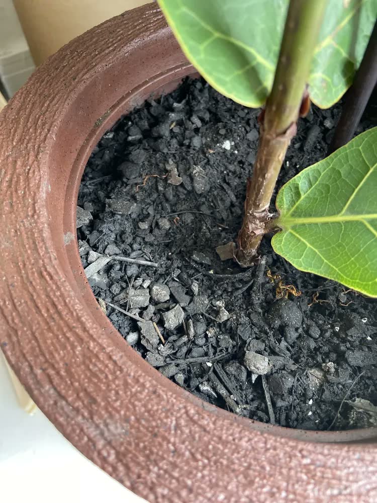 foto de Terra Vegetal 5kg Pronta Plantio Plantas Jardim Horta Vasos Natural Orgânica Fértil