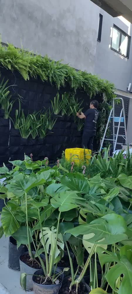 foto de Parede Verde Em Feltro Plantas Naturais 1m X1m 20 Bolsos Natural Preto