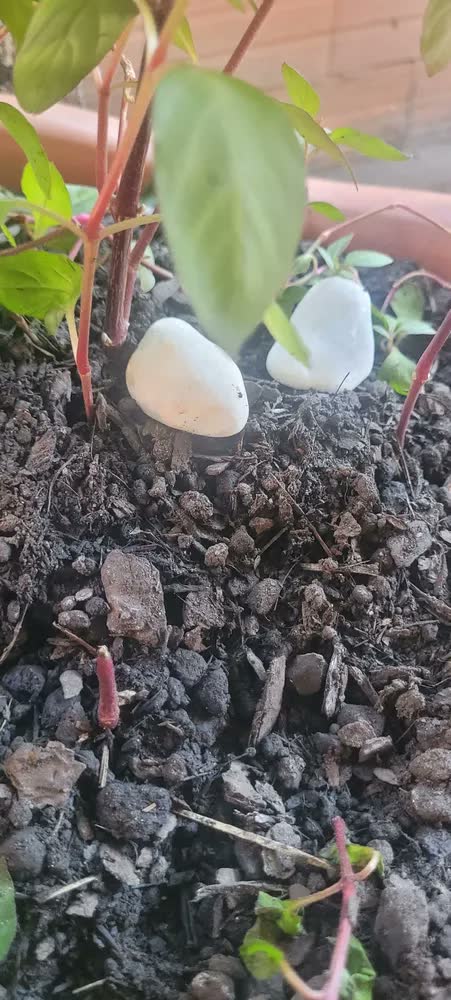 foto de Terra Vegetal Pronta P/ Plantar 100% Natural 2kg Verde Home