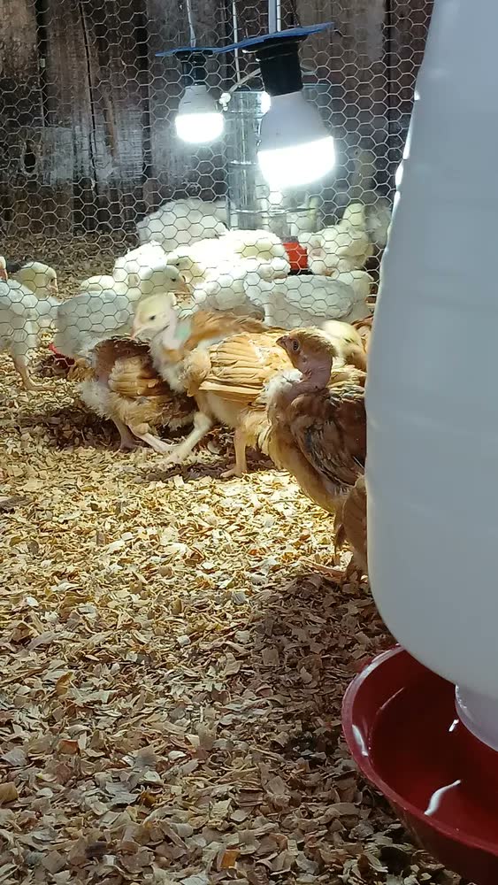 foto de Kit 2 Bebedouro Para Frango Galinha Aves Automático 5 Litros Vermelho