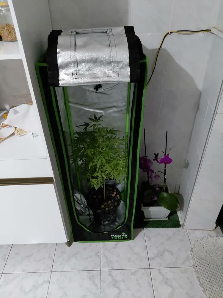 foto de Estufa Master Plants 40x40x120 Preto