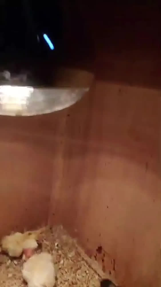 foto de Lâmpada Luz Infravermelha Aquecedora Para Granjas, Pintinhos Branco-quente