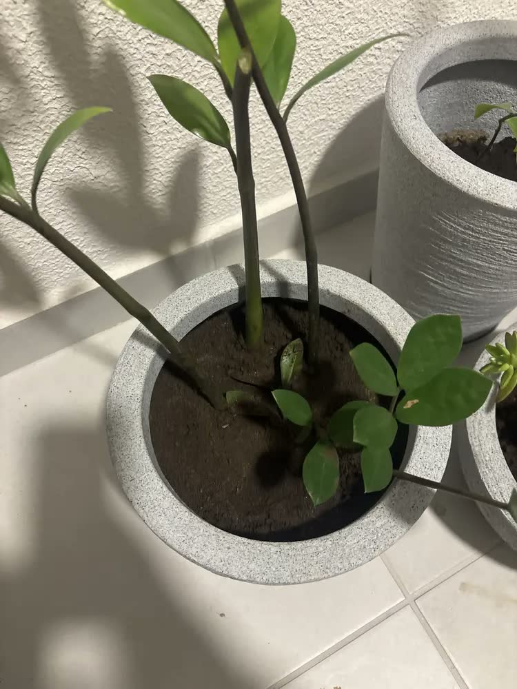 foto de Terra Vegetal Santa Clara Premium 5kg Adubada Pronta Para Uso Para Hortas Plantas Jardim Flores Jardinagem Com Turfa Composto Orgânico 100% Natural E Sustentável Maior Nutrição Para Suas Plantas