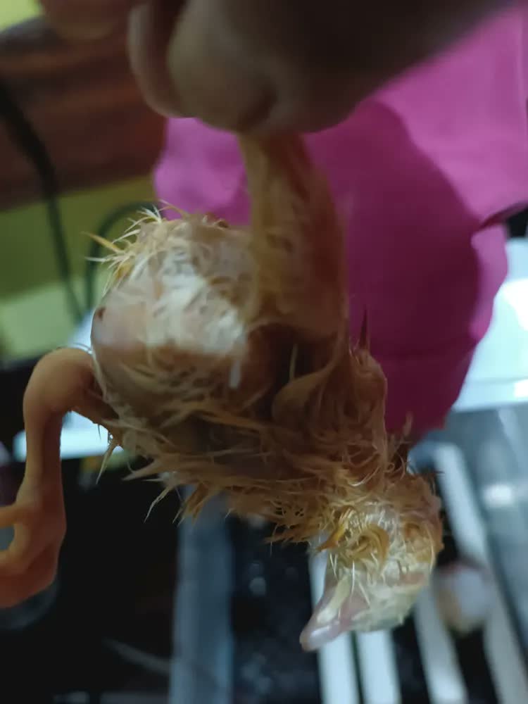 foto de Chocadeira Incubadora Automática Joyfox Para 64 Ovos Com Controle De Temperatura E Giro Automático