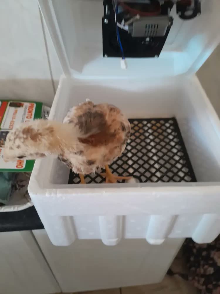 foto de Chocadeira Incubadora Automática Joyfox Para 64 Ovos Com Controle De Temperatura E Giro Automático