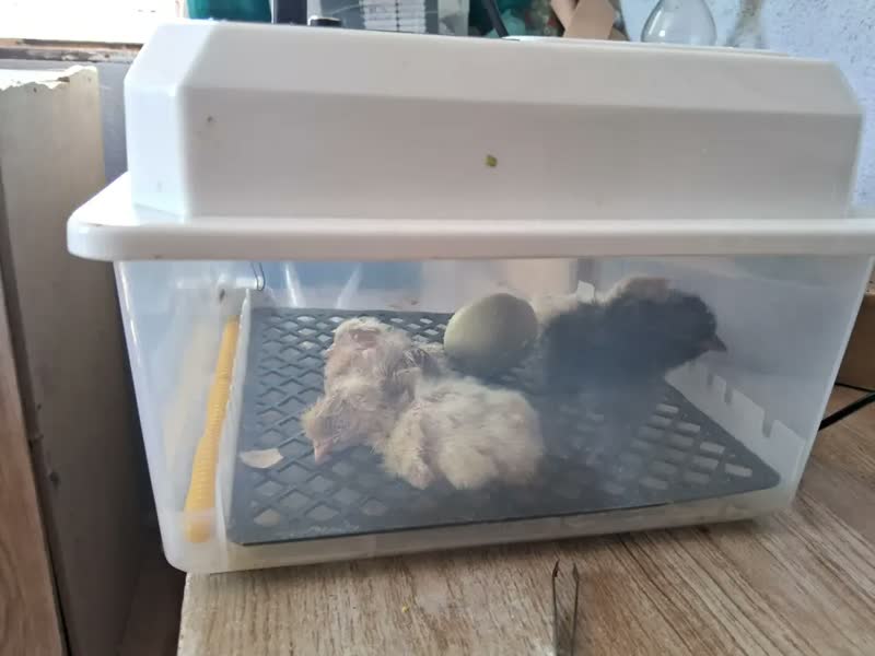 foto de Chocadeira Incubadora Automática Joyfox Para 64 Ovos Com Controle De Temperatura E Giro Automático