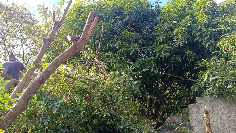 foto de Mini Motosserra Elétrica Portátil 6 Polegadas 21v Duas Baterias Recarregável Serra De Poda Para Jardim E Árvores