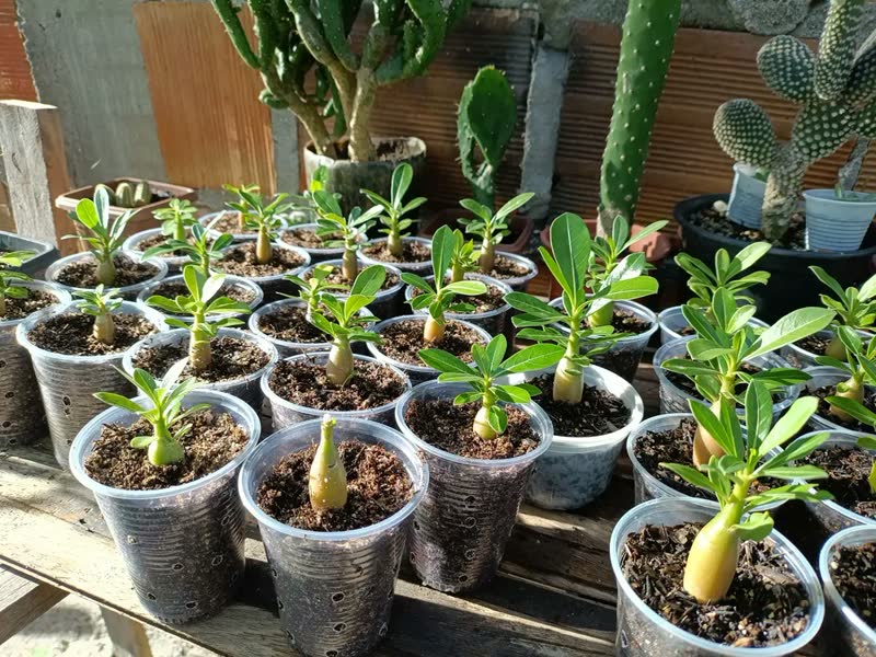 foto de Terra Vegetal Adubada Para Jardim Plantas E Vasos 10kg