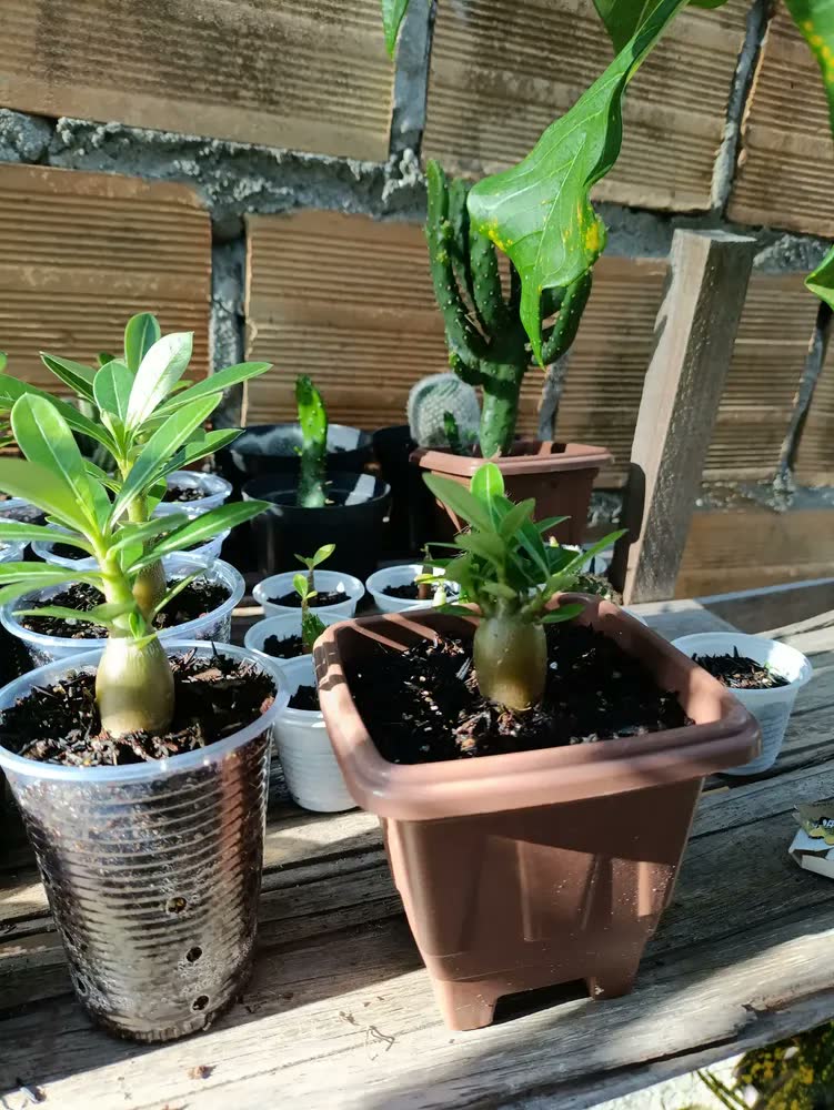 foto de Terra Vegetal Adubada Para Jardim Plantas E Vasos 10kg