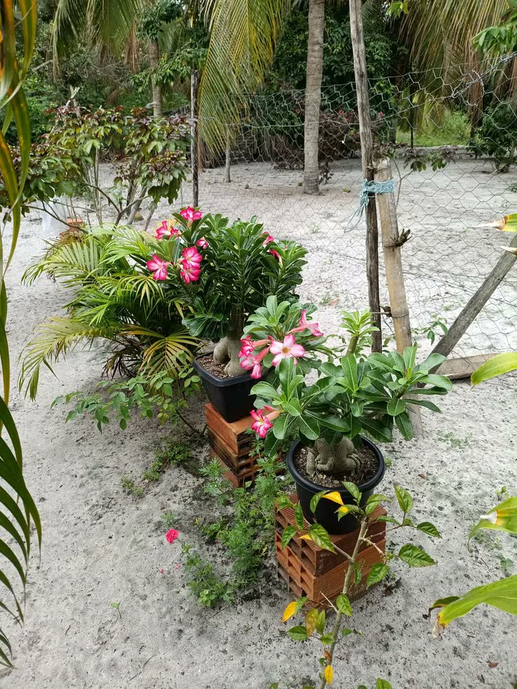 foto de Terra Vegetal Adubada Para Jardim Plantas E Vasos 10kg