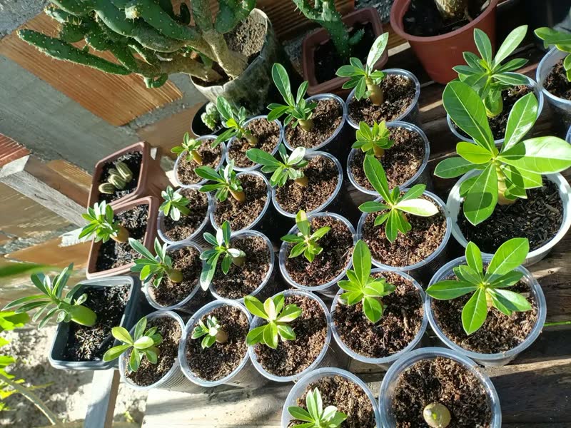 foto de Terra Vegetal Adubada Para Jardim Plantas E Vasos 10kg