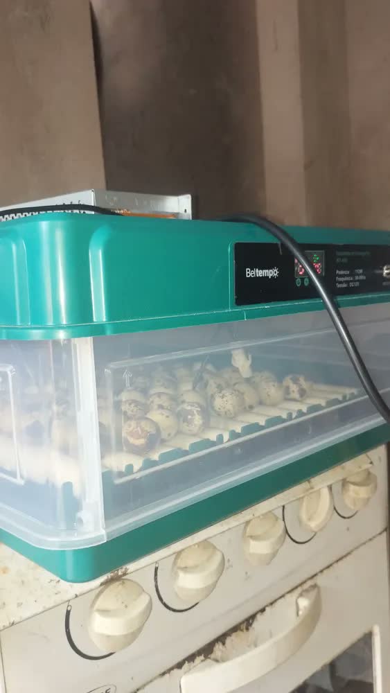 foto de Chocadeira Incubadora 130 Ovos Bivolt Certificada Inmetro Automática Profissional Beltempo BT-400 Marrom