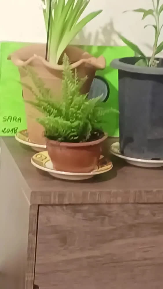 foto de 4kg Adubo Orgânico Húmus De Minhoca Horta Mudas Frutíferas