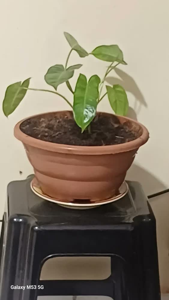 foto de 4kg Adubo Orgânico Húmus De Minhoca Horta Mudas Frutíferas