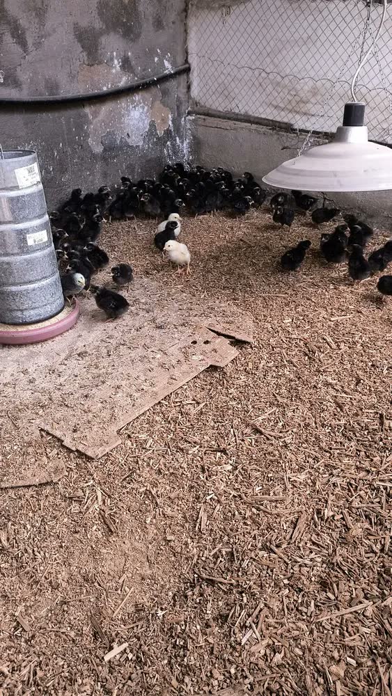 foto de Aquecedor Pintinho Elétrico, Resistencia Blindada (três