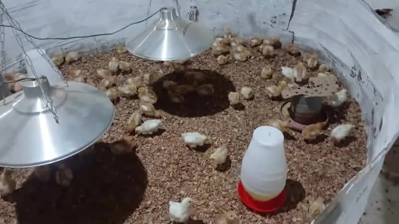 foto de Aquecedor Pintinho Elétrico, Resistencia Blindada (três